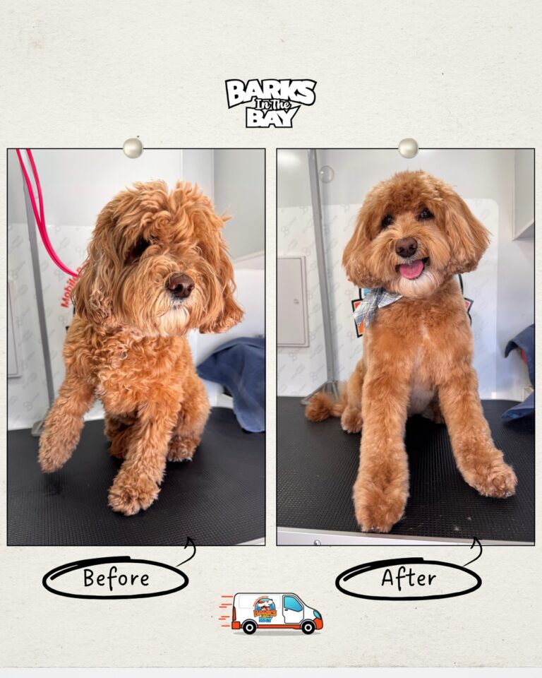 Instagram post from barksinthebaygrooming. This post is in position 11.