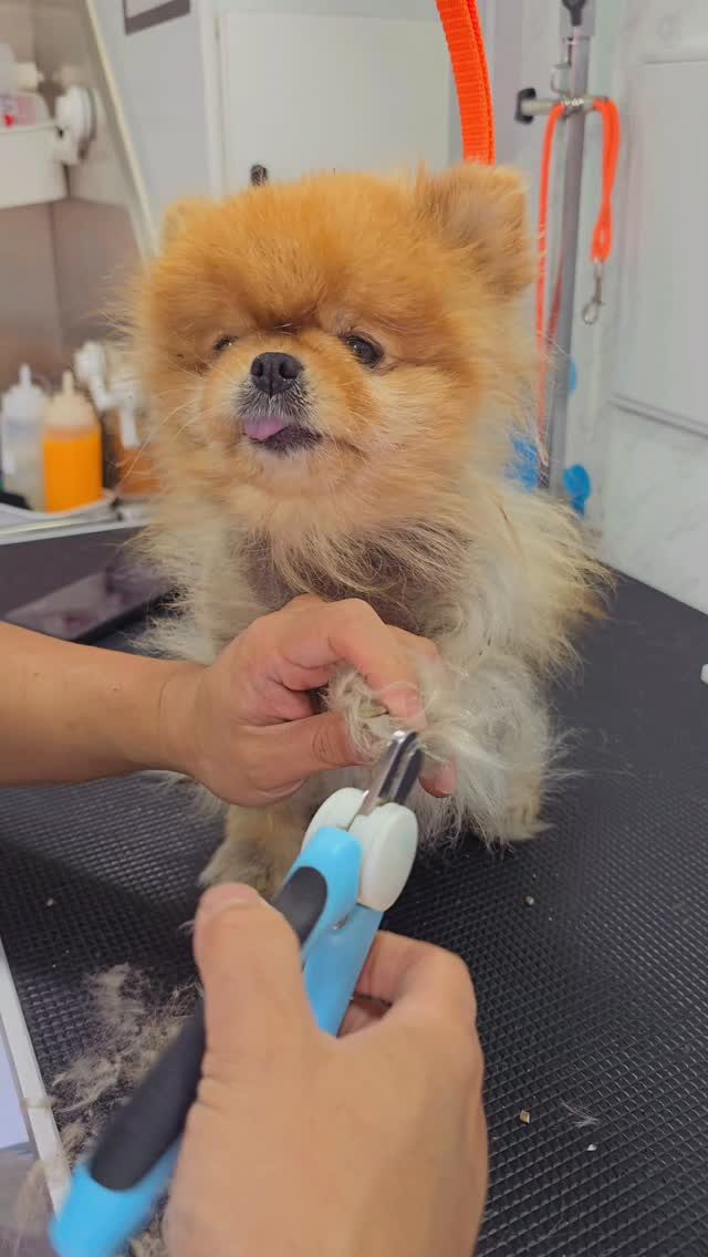 Instagram post from barksinthebaygrooming. This post is in position 3.