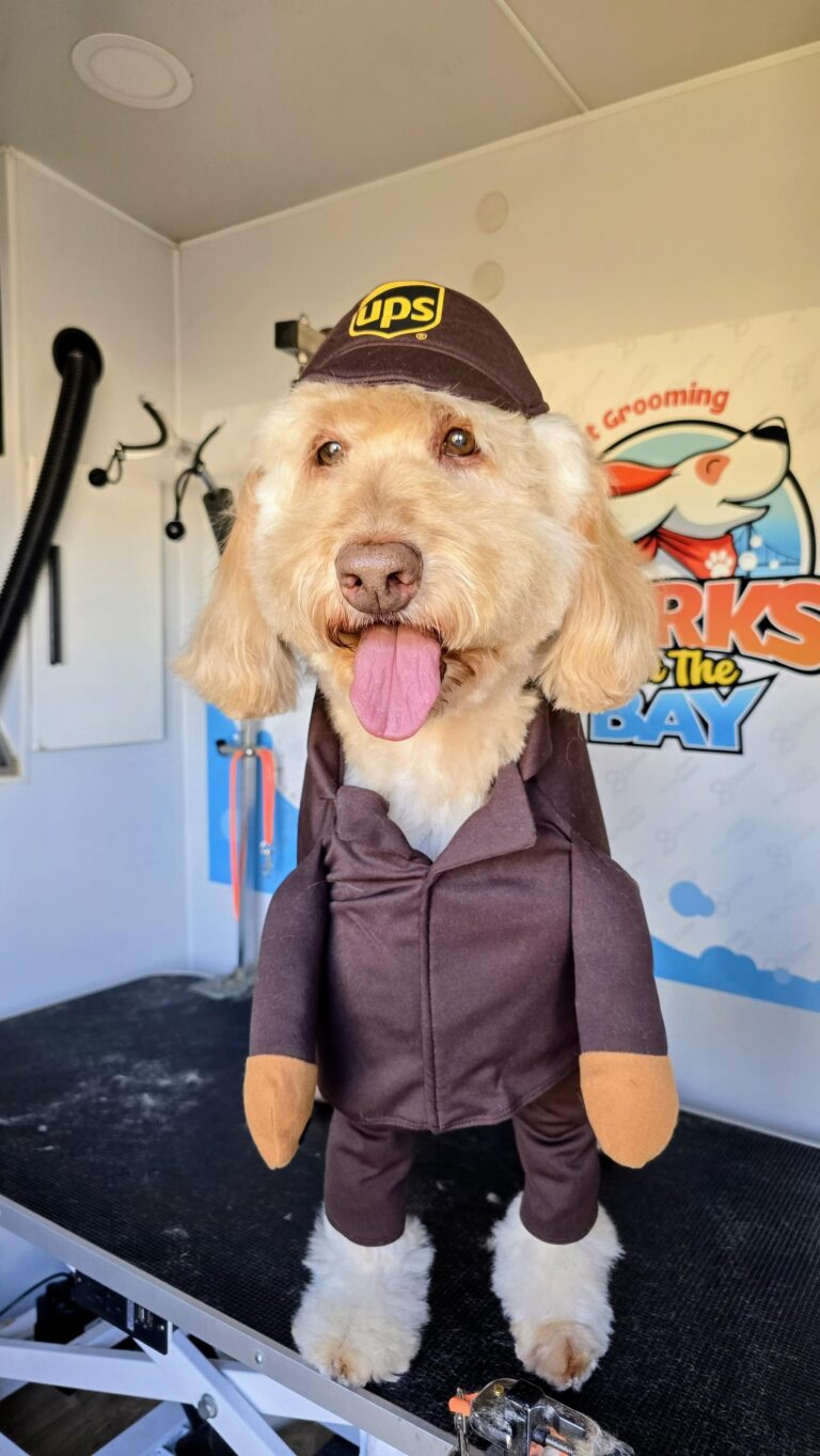 Instagram post from barksinthebaygrooming. This post is in position 1.