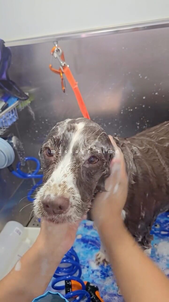 Instagram post from barksinthebaygrooming. This post is in position 4.