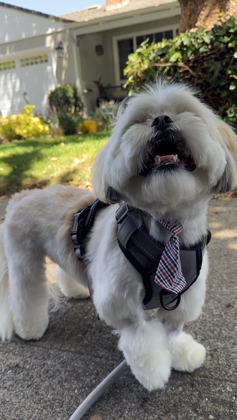 Instagram post from barksinthebaygrooming. This post is in position 1.