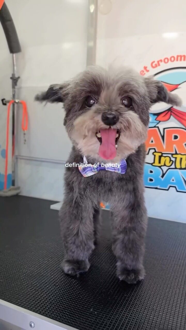 Instagram post from barksinthebaygrooming. This post is in position 12.