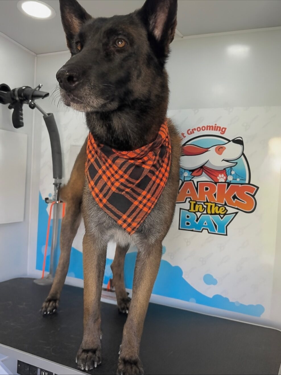 Instagram post from barksinthebaygrooming. This post is in position 3.