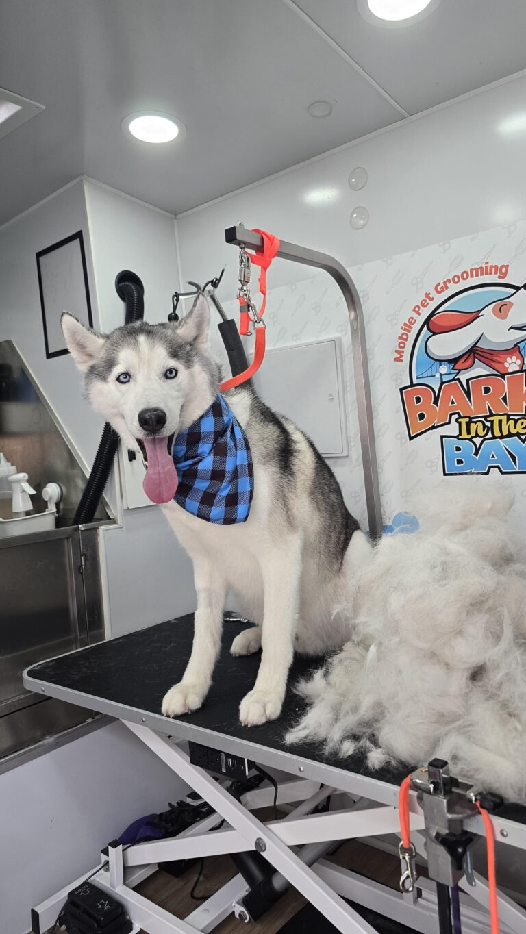 Instagram post from barksinthebaygrooming. This post is in position 5.