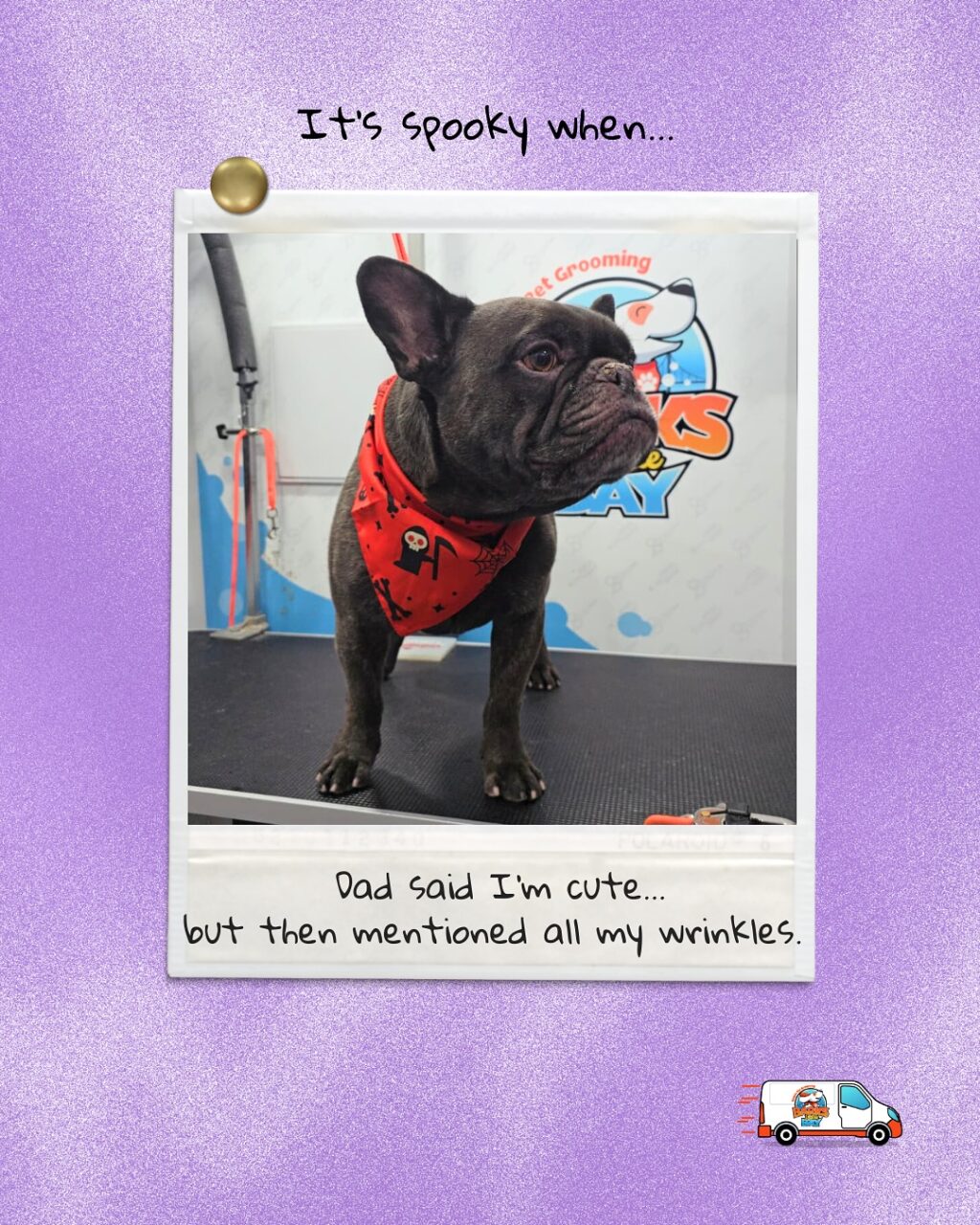 Instagram post from barksinthebaygrooming. This post is in position 3.