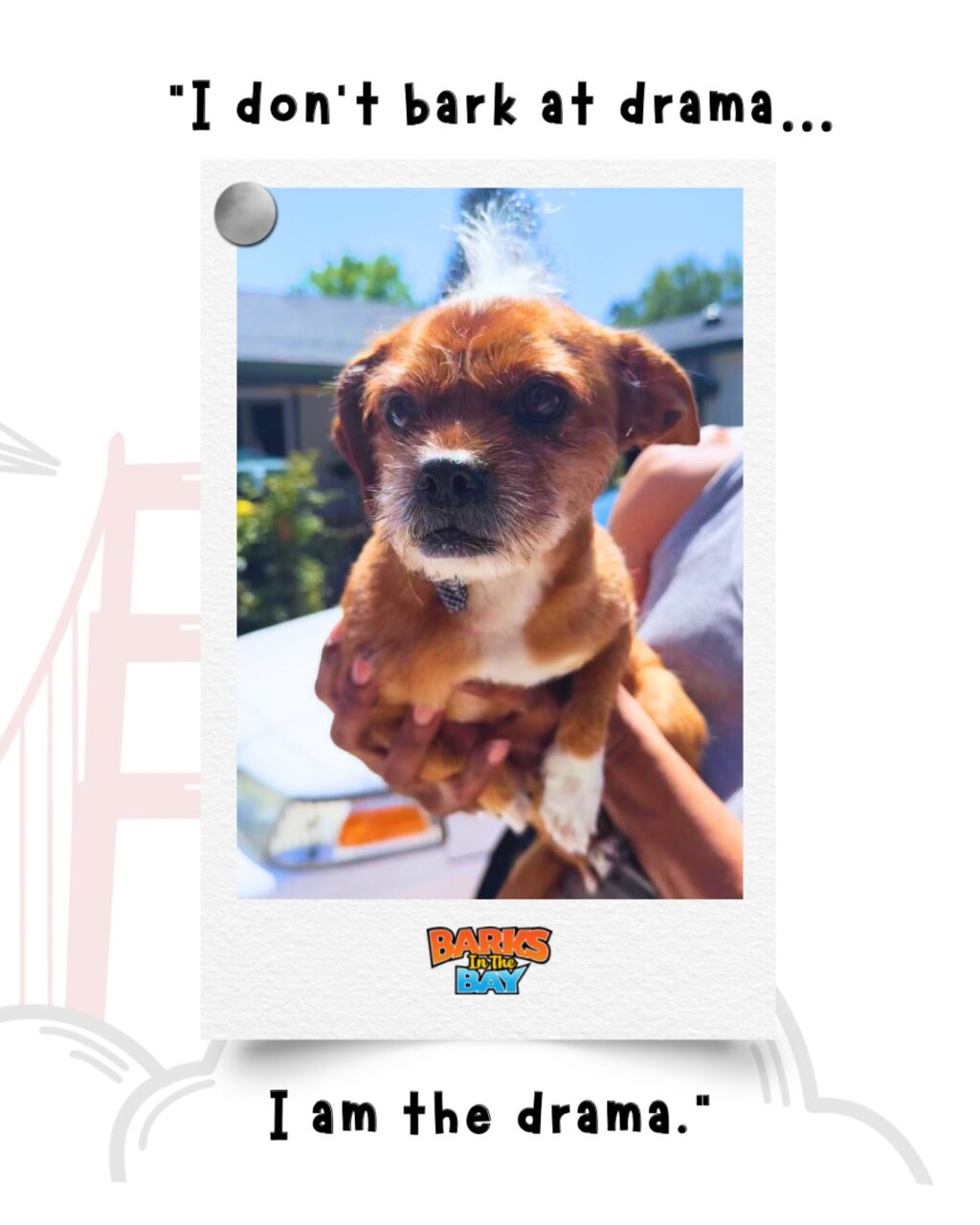 Instagram post from barksinthebaygrooming. This post is in position 0.