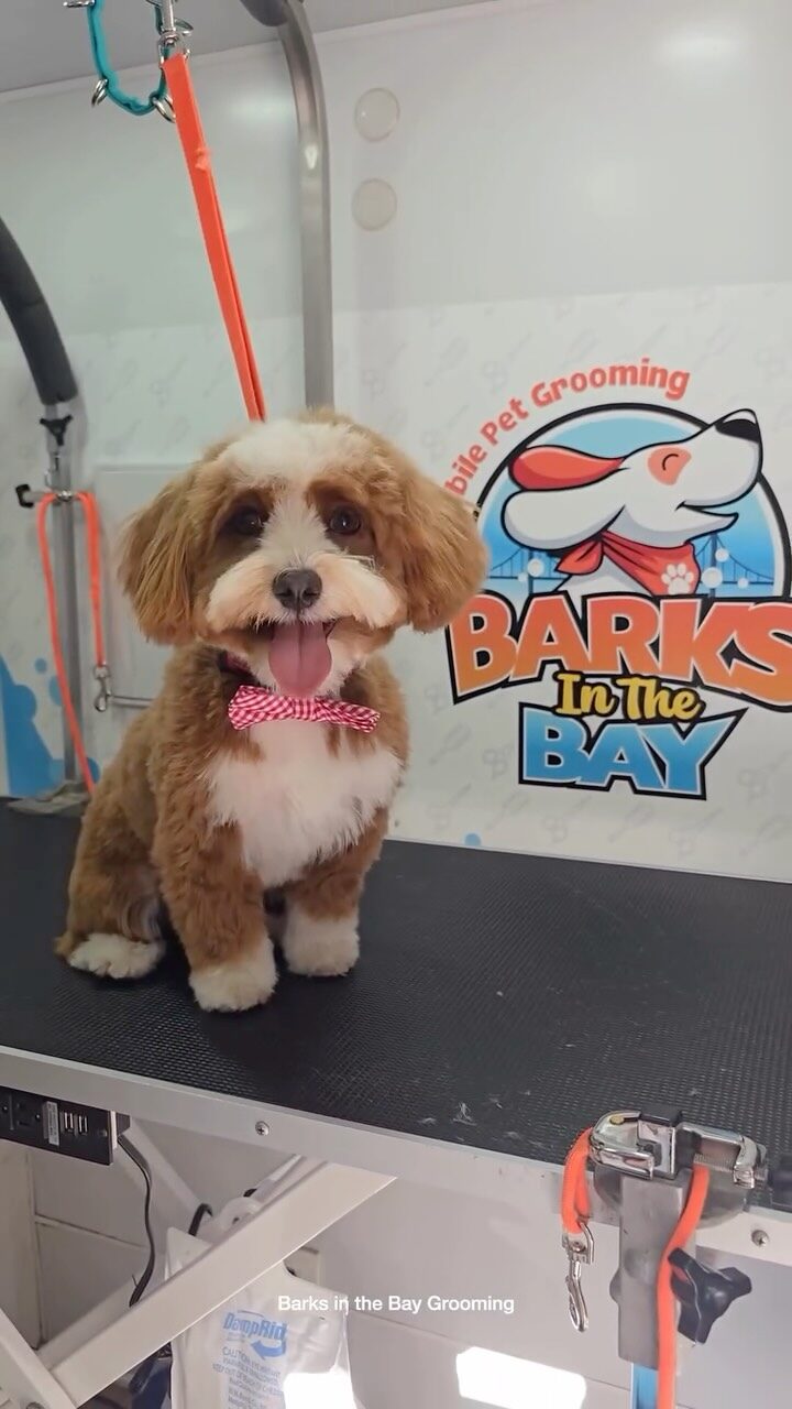Instagram post from barksinthebaygrooming. This post is in position 7.