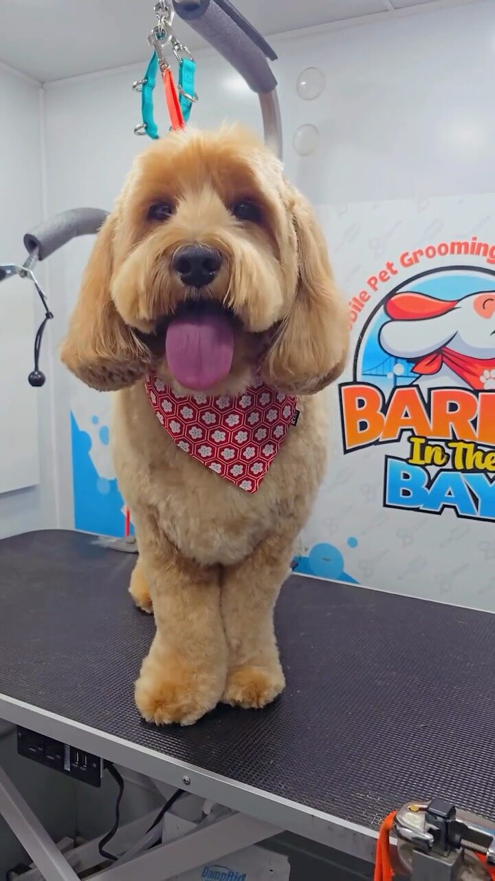 Instagram post from barksinthebaygrooming. This post is in position 5.