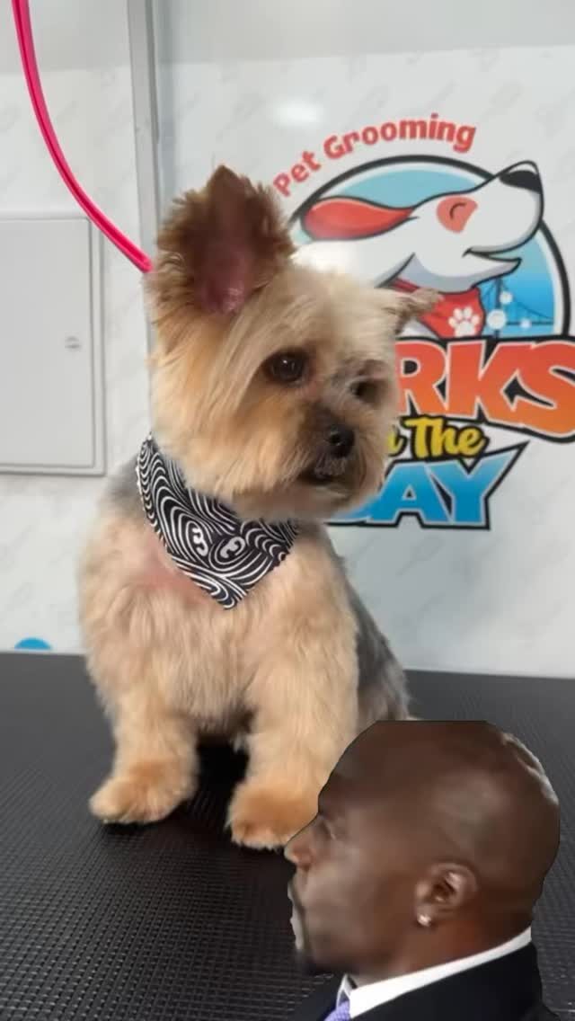 Instagram post from barksinthebaygrooming. This post is in position 2.