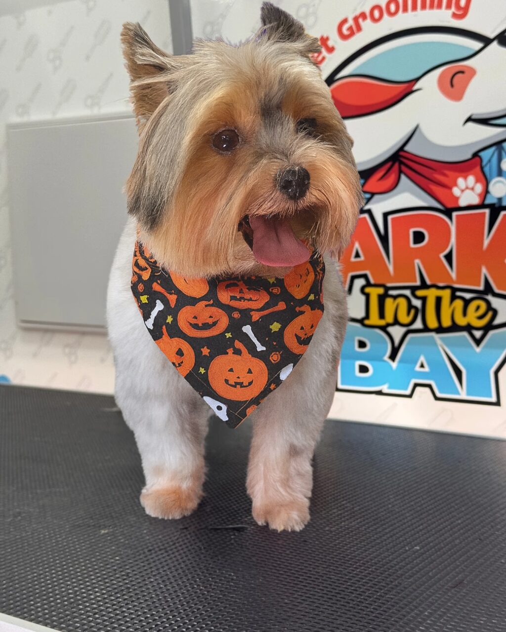 Instagram post from barksinthebaygrooming. This post is in position 7.