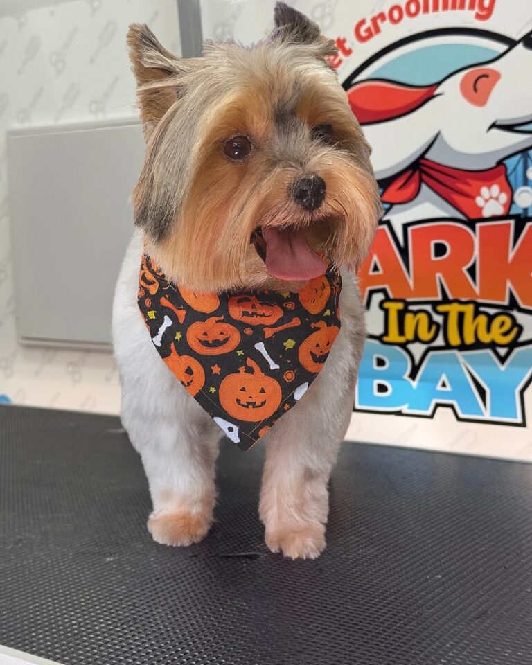 Instagram post from barksinthebaygrooming. This post is in position 8.