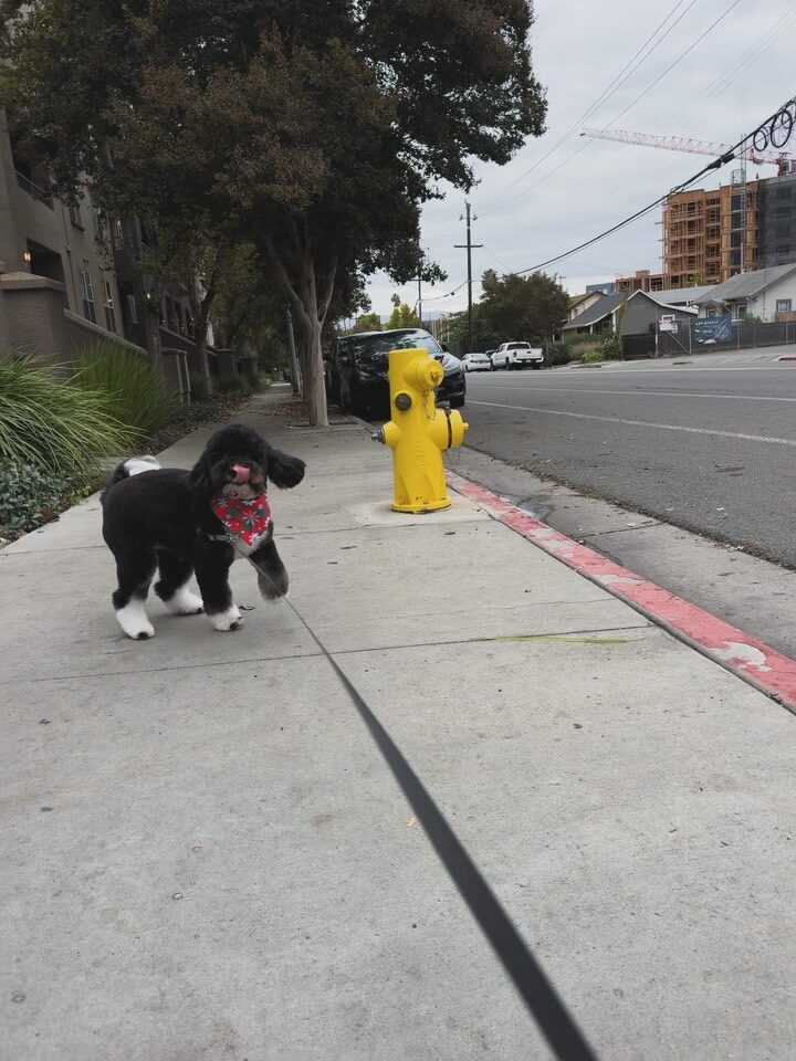 Instagram post from barksinthebaygrooming. This post is in position 1.