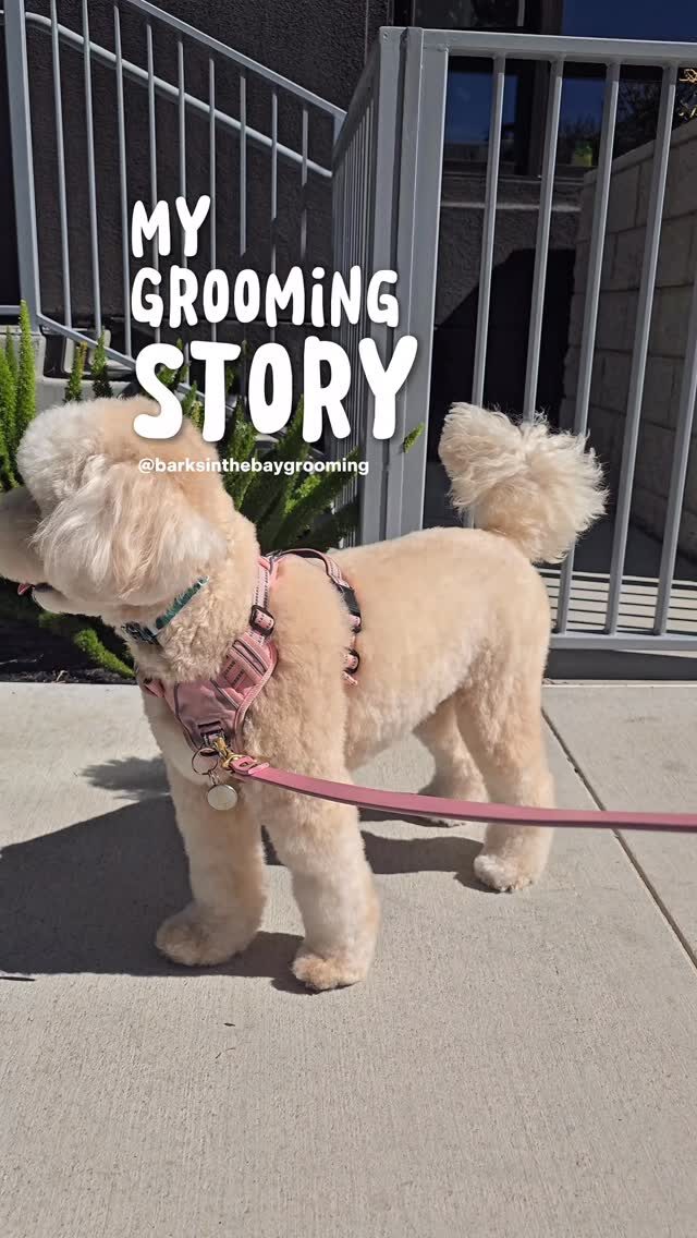 Instagram post from barksinthebaygrooming. This post is in position 0.