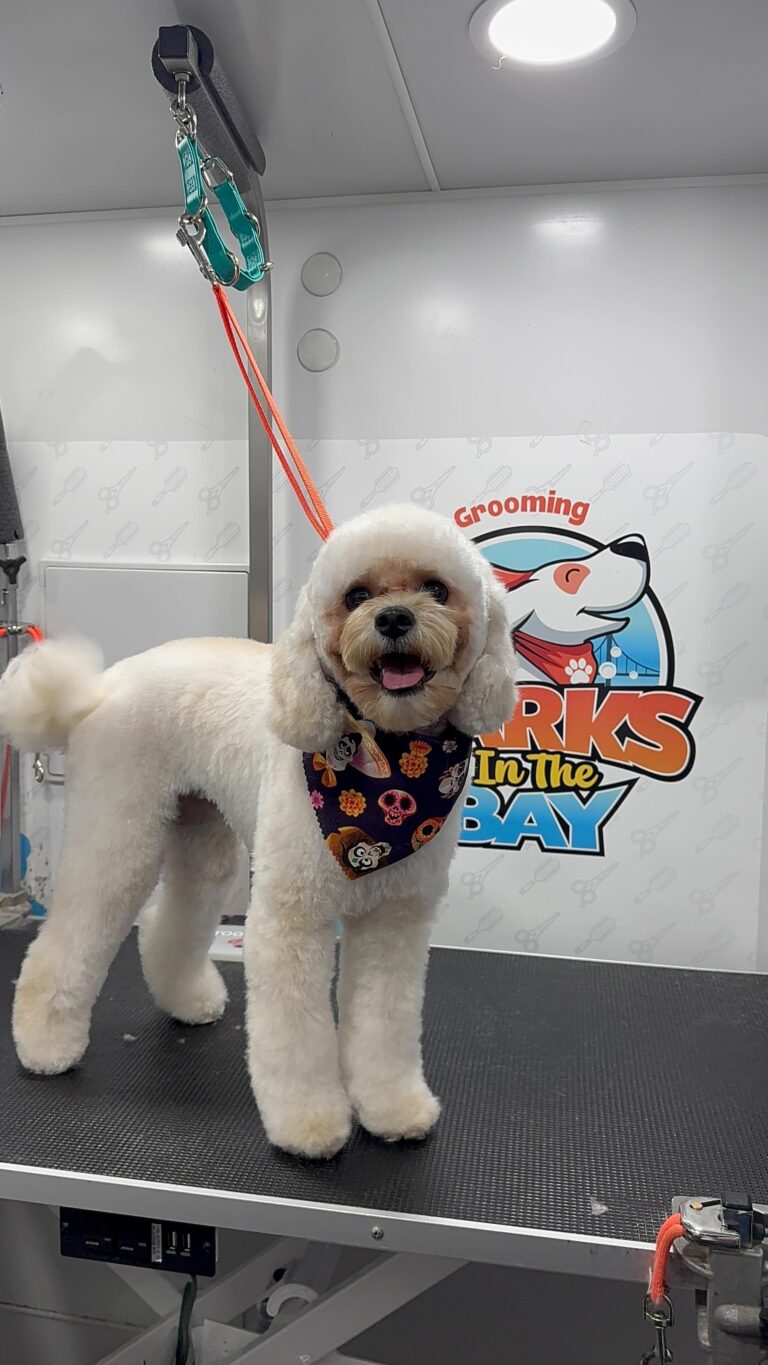 Instagram post from barksinthebaygrooming. This post is in position 11.