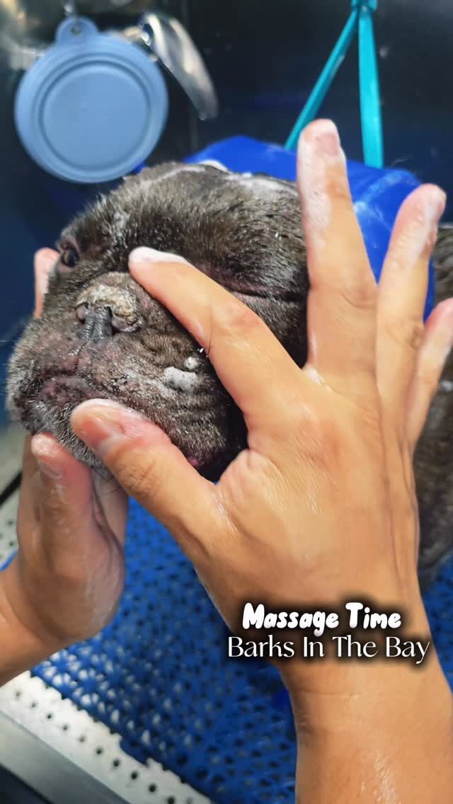 Instagram post from barksinthebaygrooming. This post is in position 8.
