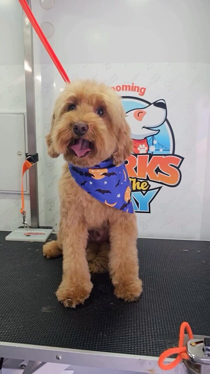 Instagram post from barksinthebaygrooming. This post is in position 12.