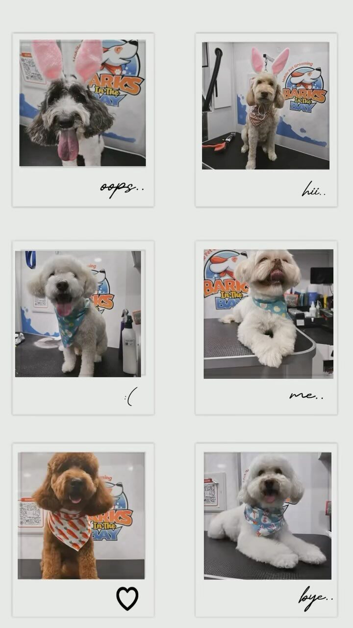 Instagram post from barksinthebaygrooming. This post is in position 8.