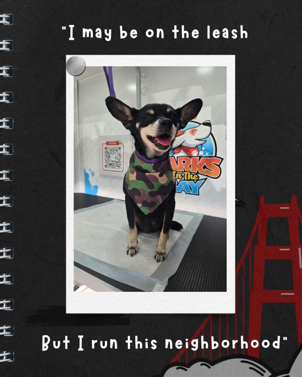 Instagram post from barksinthebaygrooming. This post is in position 8.